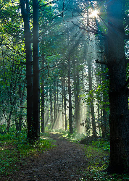 istock Sunbeams Filtering Through Mist onto a Forest Trail 182823836