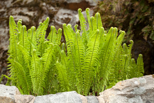 Small fern growing between stones
