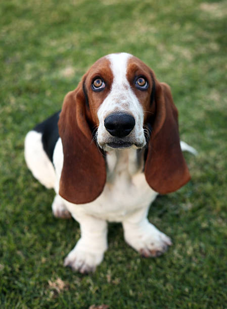 istock Beautiful basset 182823918