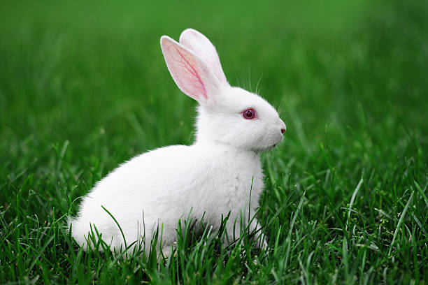 White Rabbit - XLarge A alert white rabbit in grass rabbit animal stock pictures, royalty-free photos & images