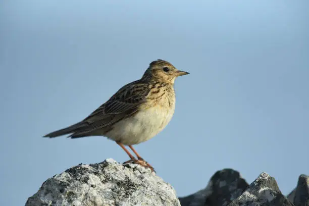 A small, brown, streaky bird, the Meadow Pipit is the most common songbird in upland areas. Its high, piping call is a familiar sound. In flight, it shows white outer tail feathers and in the breeding season, it has a fluttering 'parachute' display flight.