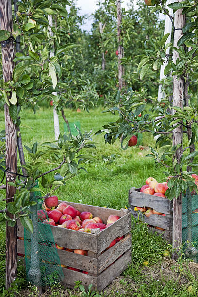 istock Orchard # 100 XXXL 182824077