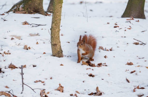 Red squirrel on the snow Red squirrel on the snow in the park. Small animals surviving in the wintertime hiding eurasian red squirrel (sciurus vulgaris) stock pictures, royalty-free photos & images