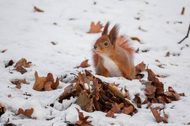 Red squirrel hiding food Red squirrel hiding food in the dry oak leaves in the winter park hiding eurasian red squirrel (sciurus vulgaris) stock pictures, royalty-free photos & images