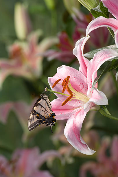 Eastern Tiger Swallowtail butterfly on a starbust day lilly Eastern Tiger Swallowtail butterfly on a starbust day lilly day lily stock pictures, royalty-free photos & images