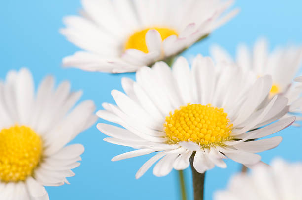 istock Yellow and white daisy flowers on a blue background 182824308