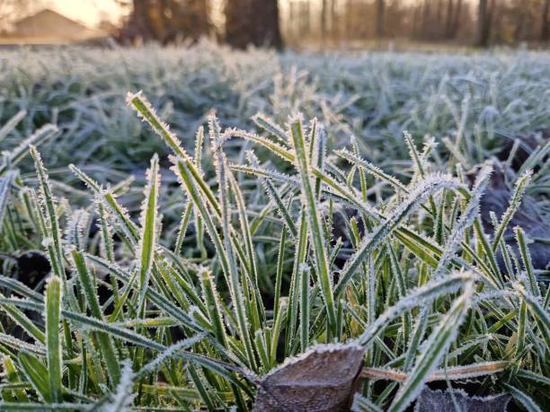 istock White, frost-covered grass in sunlight during winter 1828244999