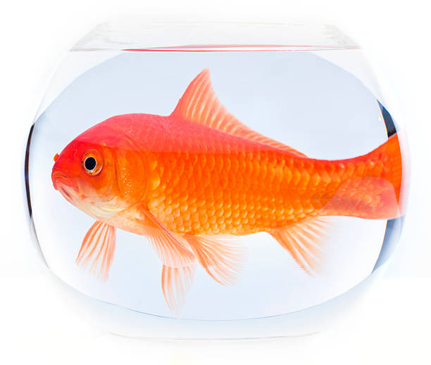 istock goldfish in small fishbowl 182824500
