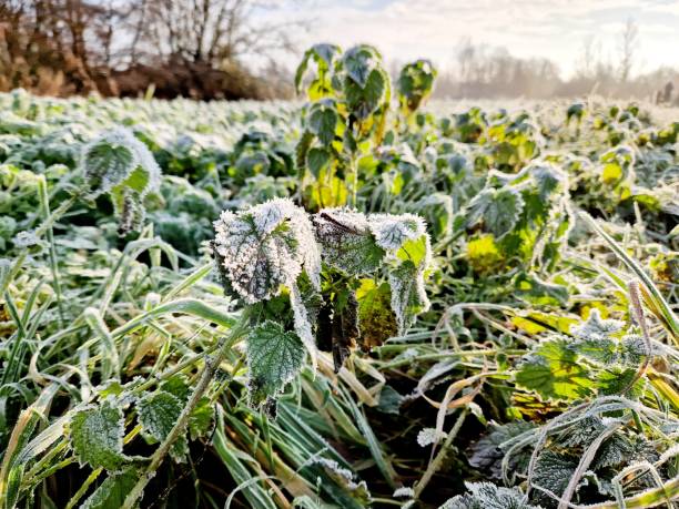 istock White, frost-covered grass in sunlight during winter 1828245172
