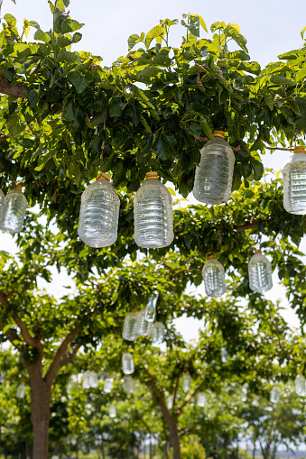 large water bottles weighing and shaping tree branches