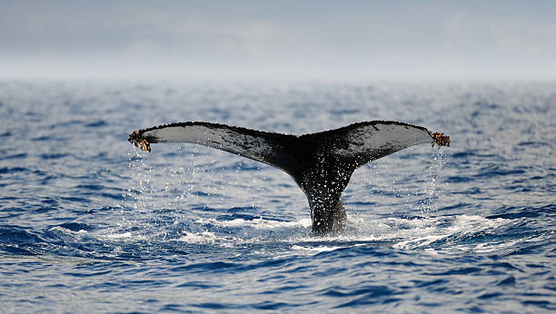 humpback whale fluke Close-up of a  humpback whale (Megaptera Novaeangliae) fluke at pico island, azores. cetacea stock pictures, royalty-free photos & images