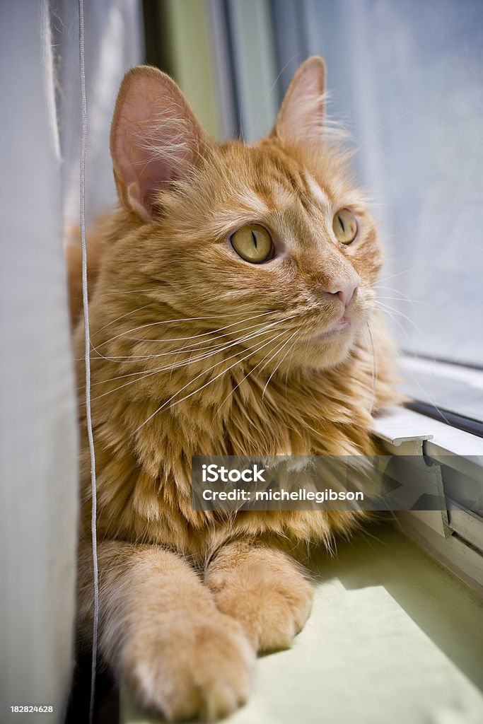 Orange Katze liegen und schaut aus dem Fenster - Lizenzfrei Aussicht genießen Stock-Foto