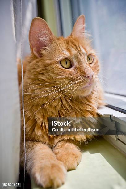 Orange Katze Liegen Und Schaut Aus Dem Fenster Stockfoto und mehr Bilder von Aussicht genießen - Aussicht genießen, Blick durchs Fenster, Das Leben zu Hause