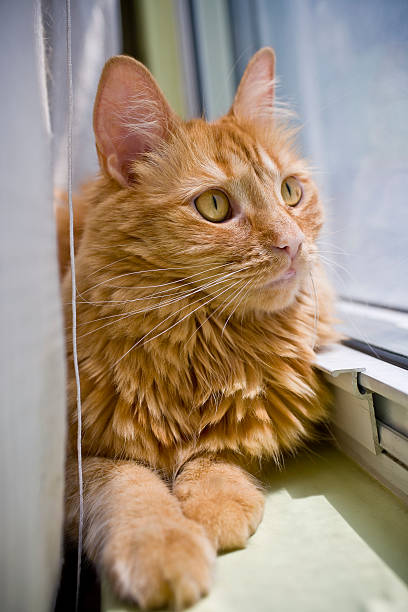 istock Orange Cat Lying Down and Looking Out the Window 182824628