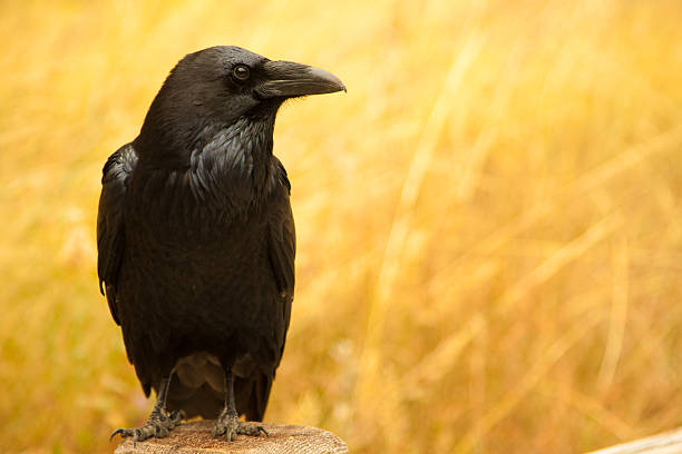 crow - composition selective focus wheat field стоковые фото и изображения