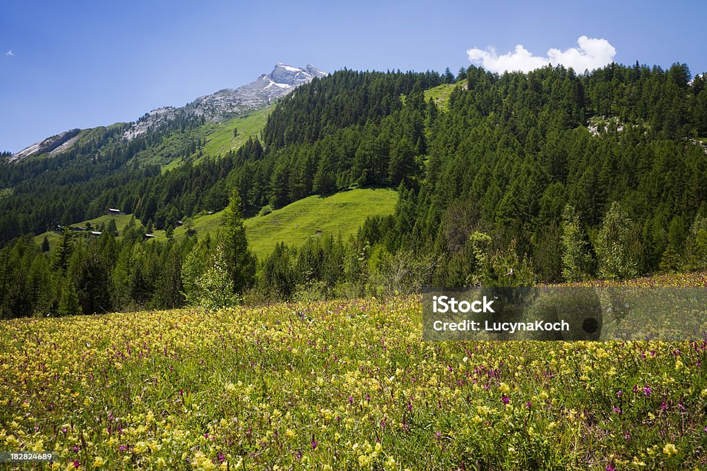 Fruehlingswiese - Lizenzfrei Alpen Stock-Foto