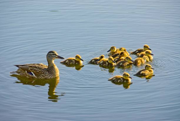 istock Mother Ducks and Ducklings 1828247650