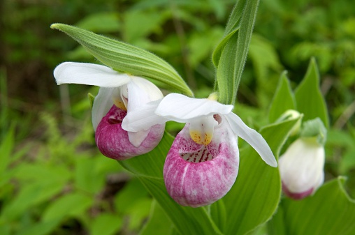 Showy Lady's Slipper - also called Queen's Lady's Slipper (Cypripedium reginae) - is a spectacular and rare orchid native to North America; this one grows in a state park in Michigan near West Branch; 2010/06/12