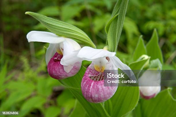 Queens Ladys Slipper Orchid Bloom Stock Photo - Download Image Now - Lady's Slipper, Beauty In Nature, Endangered Species
