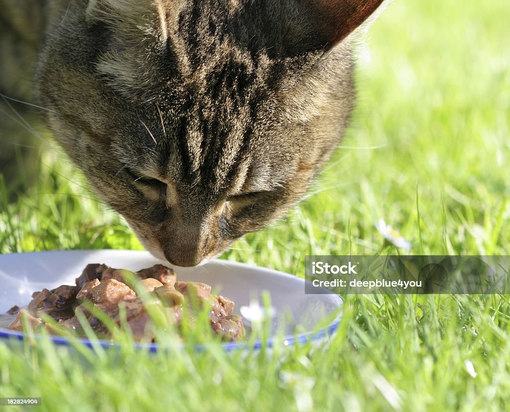 Braun Katze im Gras im Mahlzeit, Porträt - Lizenzfrei Bildschärfe Stock-Foto