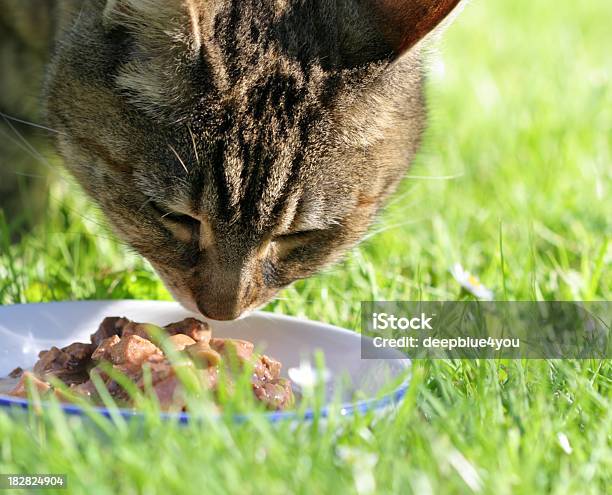 Foto de Marrom Gato Em Grama Em Refeição Retrato e mais fotos de stock de Alimentar - Alimentar, Animal, Animal de estimação