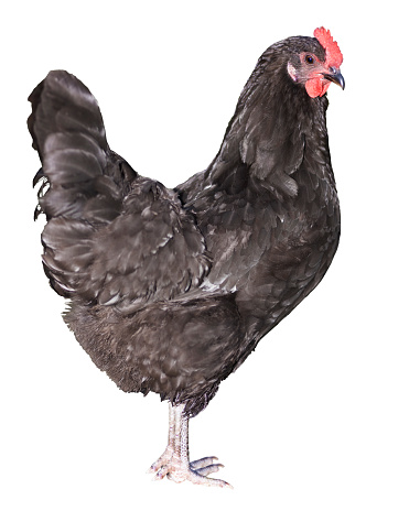 Isolated dominque chicken rooster standing with black and white feathers.