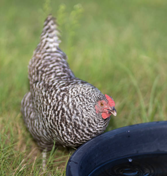 Water trough with ripples as a chicken hen dribbles drops back into the body of water on a green and grassy field.