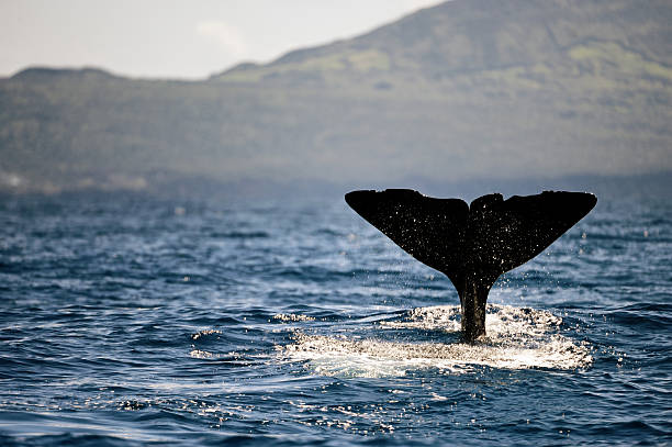 sperm whale fluke "Close-up of a sperm whale fluke at pico island, azores." azores islands stock pictures, royalty-free photos & images