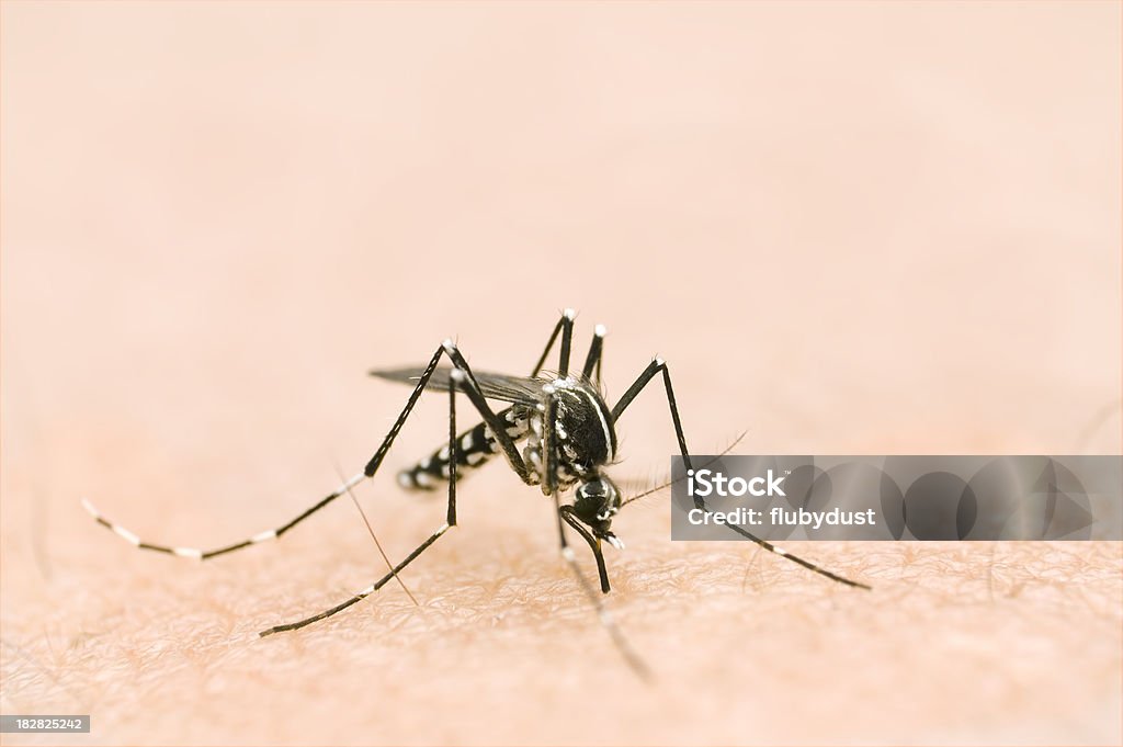 Albopictus - Lizenzfrei Dengue-Fieber Stock-Foto