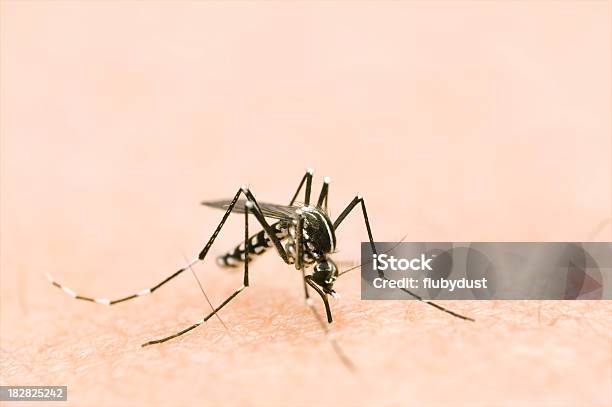 Albopictus Stockfoto und mehr Bilder von Dengue-Fieber - Dengue-Fieber, Malariaerreger, Moskito