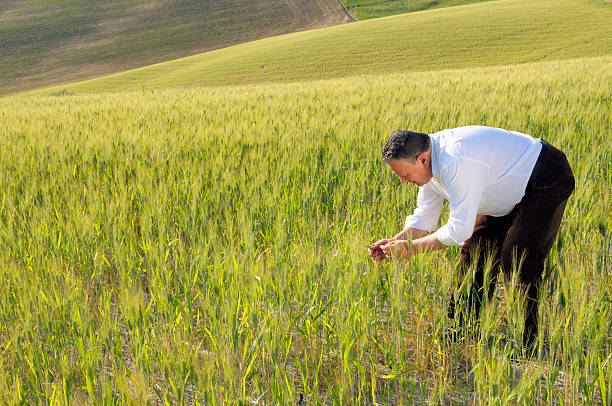 occupato agricoltore in un campo di grano - farmer bending wheat examining foto e immagini stock