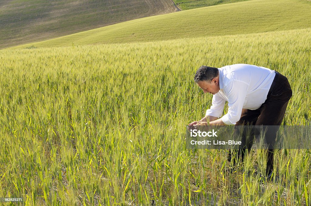 Ocupado agricultor em um campo de trigo - Foto de stock de 30 Anos royalty-free