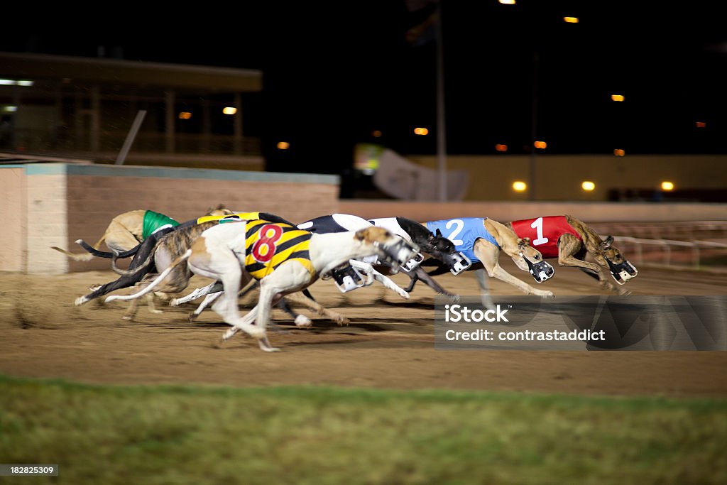 Greyhounds in movimento. - Foto stock royalty-free di Levriero