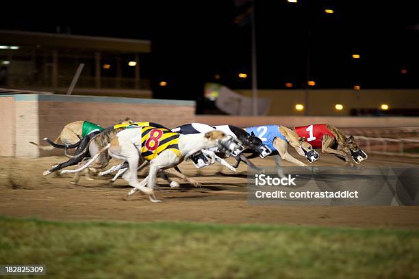 Greyhounds In Movimento - Fotografie stock e altre immagini di Levriero - Levriero, Correre, Corsa di cani