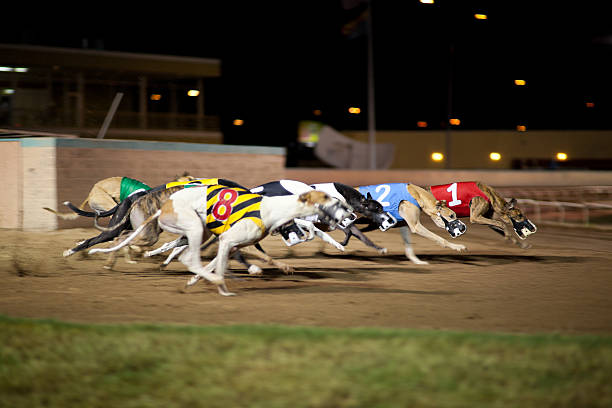 istock Side view of eight greyhounds racing at night 182825309