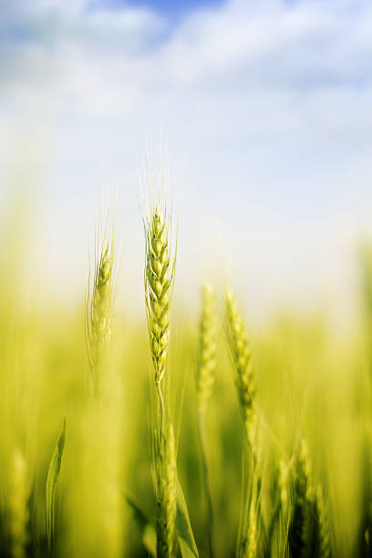 istock Close-up of wheat 182825444