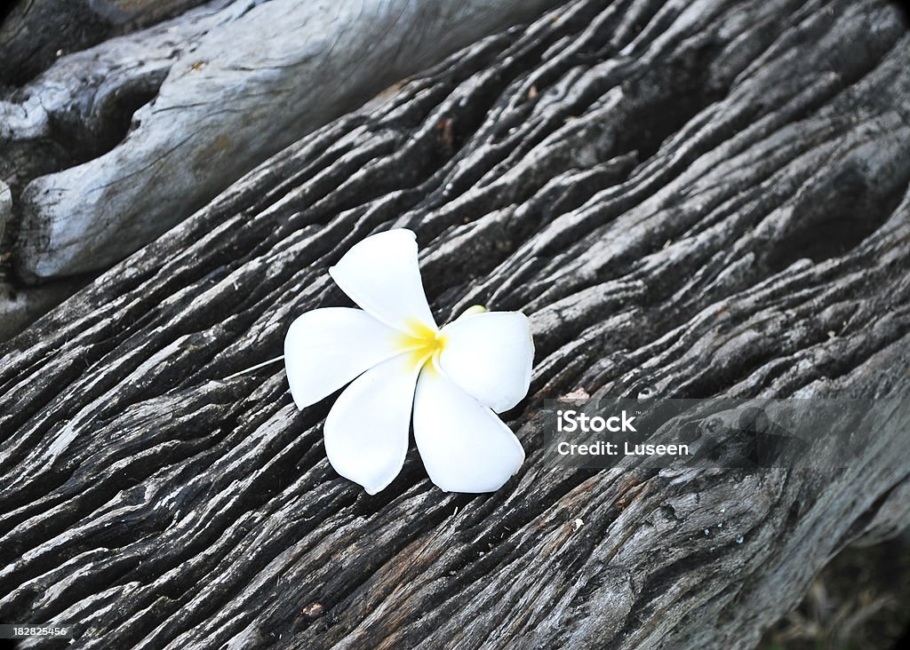 Plumeria en de madera - Foto de stock de Balneario - Spa libre de derechos