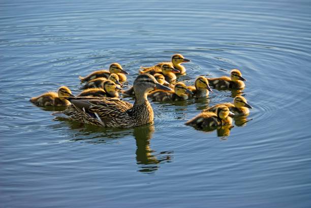 Mother Ducks and Ducklings swimming