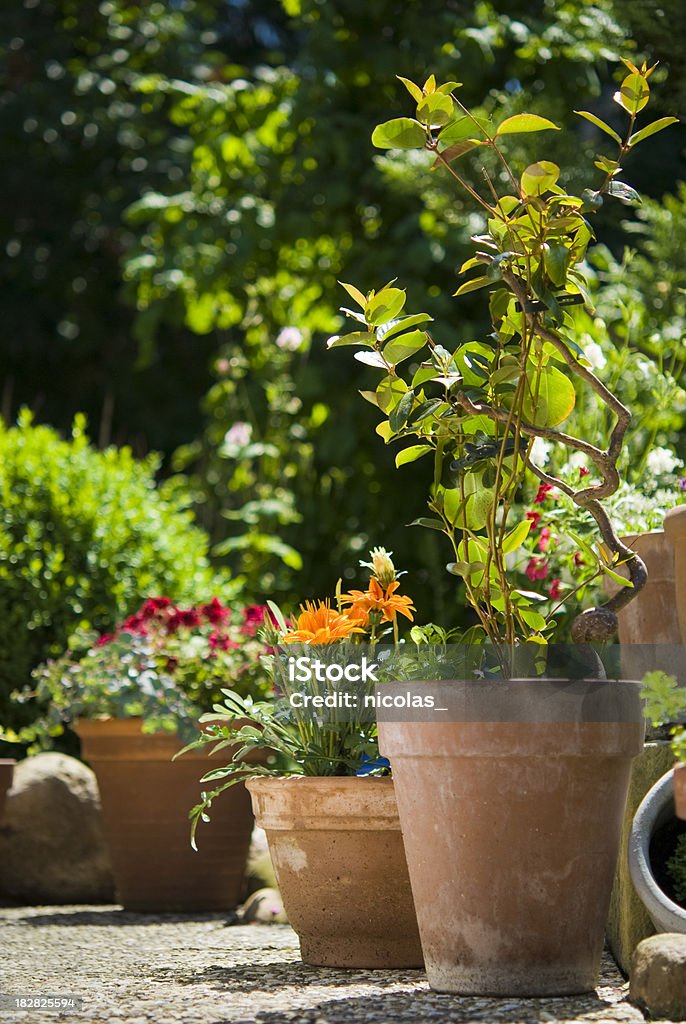 Flower Garden - Foto de stock de Vaso de flor royalty-free