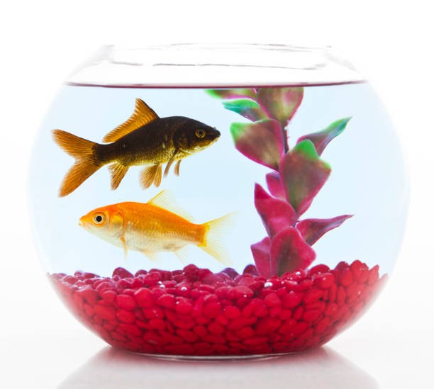 istock two goldfishes in fishbowl 182825790