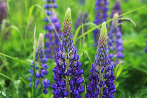 Close-up of beautiful blue lupines in a field in Denmark. Selective focus - Shallow DOF. (XXXL Canon 5D Mark II)