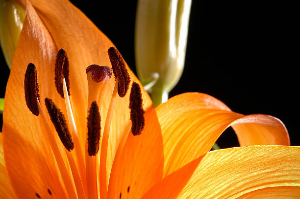 istock Close-Up of Tiger Lily 182826056