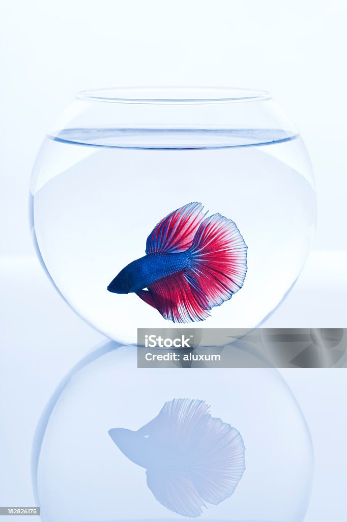 Pesce combattente - Foto stock royalty-free di Pesce combattente