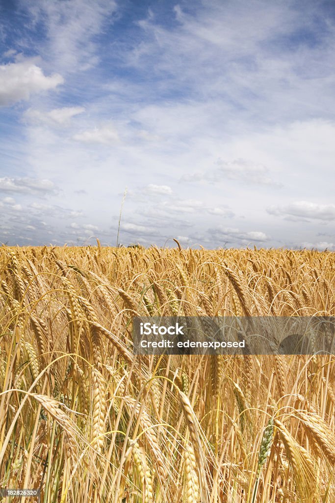 Weizen farm Hintergrund - Lizenzfrei Agrarbetrieb Stock-Foto