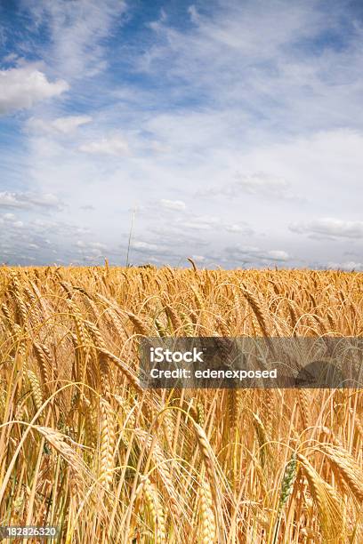 Weizen Farm Hintergrund Stockfoto und mehr Bilder von Agrarbetrieb - Agrarbetrieb, Bildhintergrund, Blau