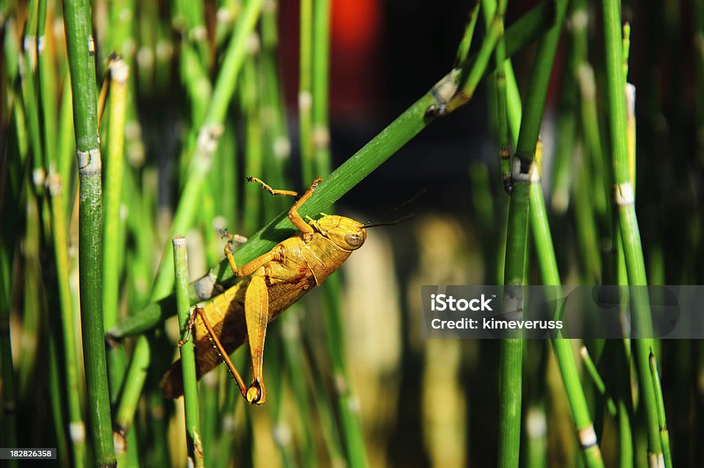 Gafanhotos de cabeça para baixo a segurar na Bambu - Royalty-free Agarrar Foto de stock