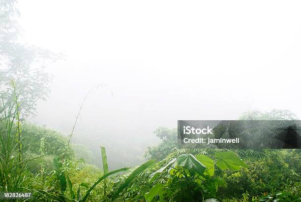 Misty Floresta De Chuva Reserva Ecológica - Fotografias de stock e mais imagens de Ao Ar Livre - Ao Ar Livre, Arbusto, Arbusto tropical