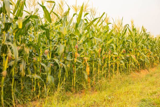 istock The green corn stalks are popping ears. 1828265748