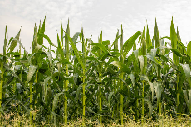 istock The green corn stalks are popping ears. 1828265752