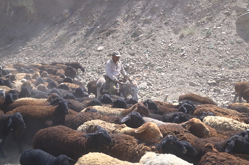 August 21 2023 - Kyrgyzstan in Central Asia: Kyrgyz herders get their goats and sheeps to high plateaus through on the road